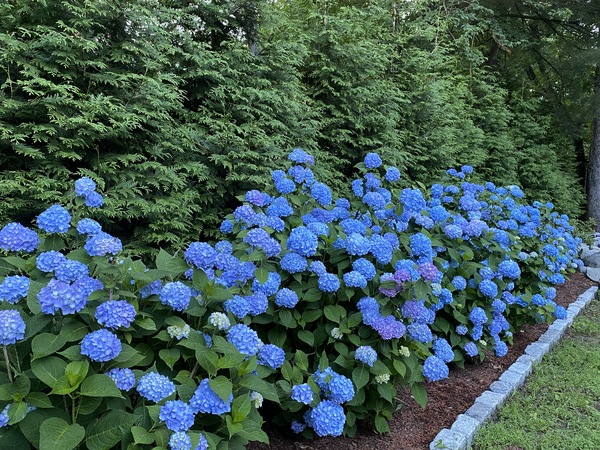 Row-of-beautiful-blue-hydrangeas