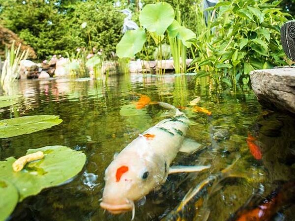 Close-up-of-a-koi-pond-with-fish
