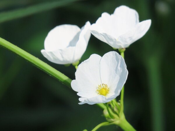 Closeup-of-white-arrowhead-plant-flowers