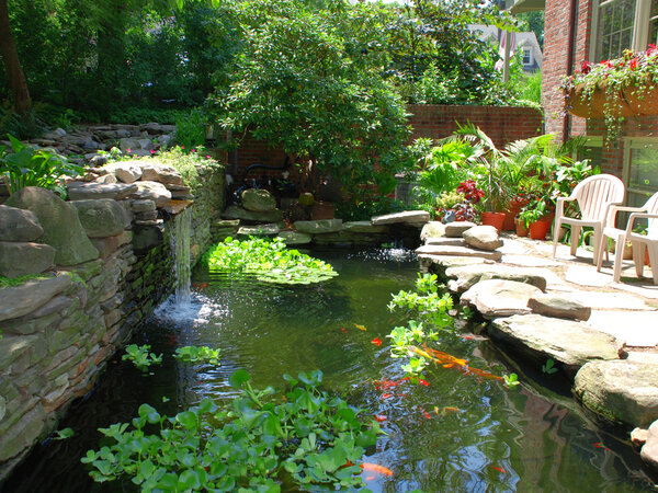 Large Koi Pond With Waterfall