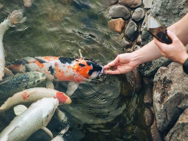 Feeding,The,Hungry,Funny,Decorative,Koi,Carps,In,The,Pond.