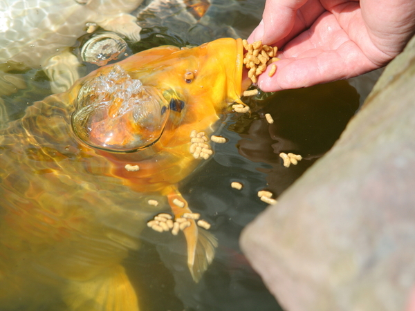 Koi,Eating,From,Hand