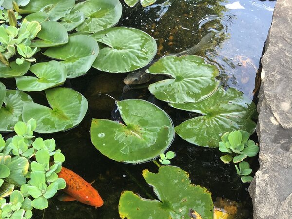 Koi-pond-with-plants