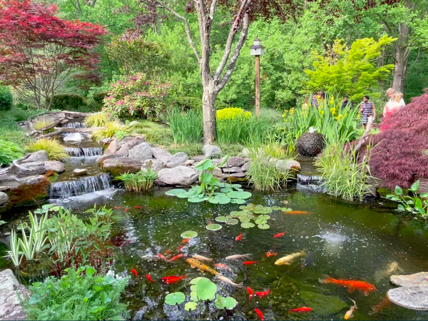 Large Koi Pond With Waterfall