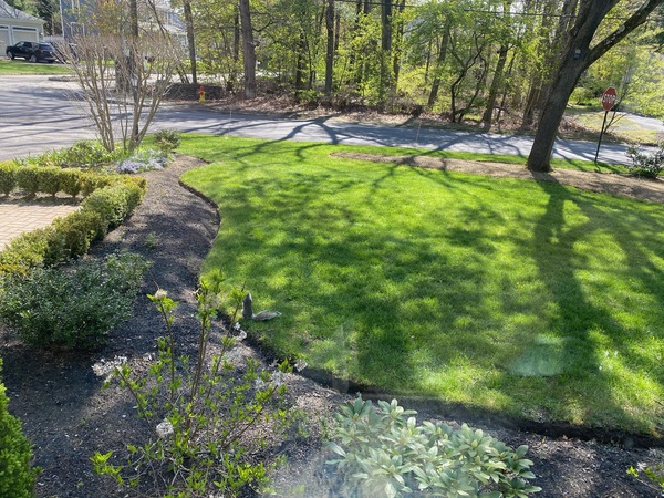 Lawn with irregularly shaped edges for landscaping