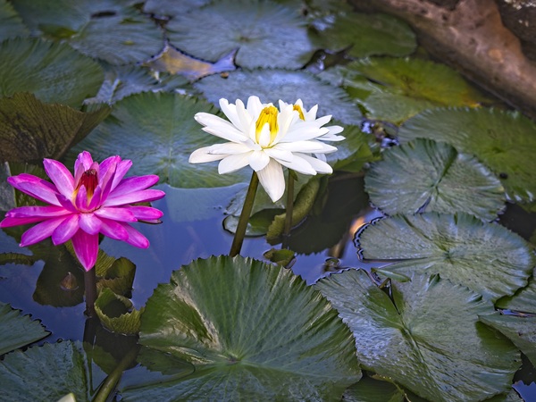 Water Lilies Lotus image in Nature and Landscapes category at pixy.org