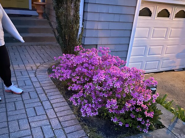 Pink Flowers Beside Patio Walkway