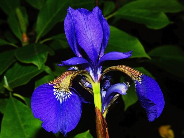 Water-iris-pond-plant